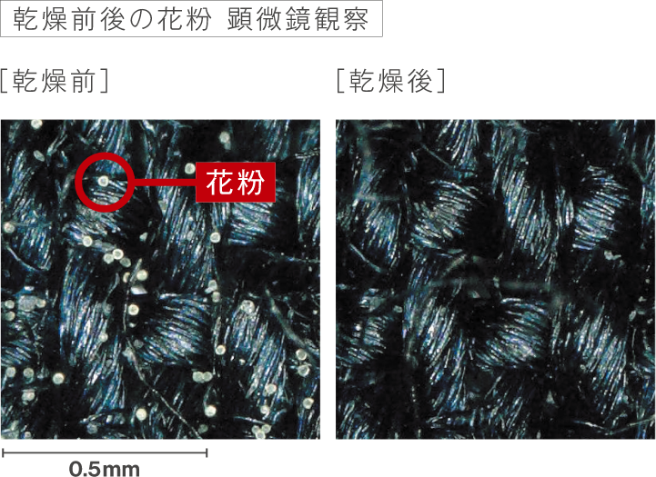 乾燥前後の花粉 顕微鏡観察
